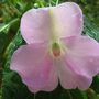 Impatiens sodenii
