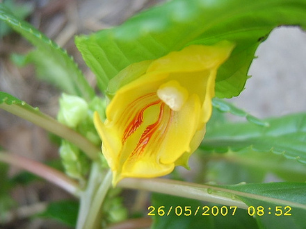 Impatiens Auricoma 'Jungle Gold' (Impatiens auricoma)