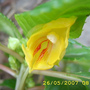 Impatiens auricoma