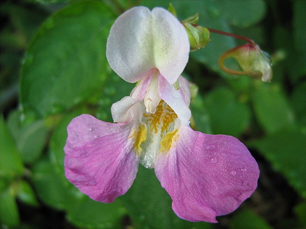 Impatiens Balfourii (Impatiens balfourii)