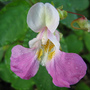 Impatiens balfourii