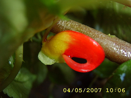 Impatiens Niamniamensis (Impatiens niamniamensis)