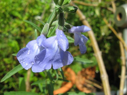 Salvia Azurea (Salvia azurea)
