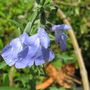 Salvia Azurea (Salvia azurea)