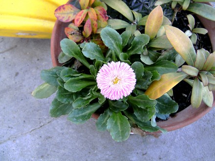 PICT0054.jpg (Bellis perennis (Common Daisy))