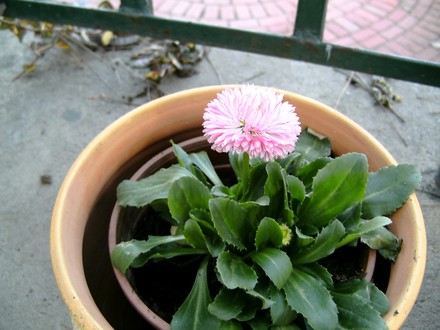 Bellis (Bellis perennis (Common Daisy))