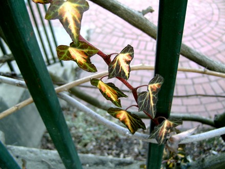 PICT0057.jpg (Hedera helix (English ivy))