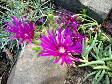 Hardy Ice plant (Delosperma cooperi (Hardy Ice Plant))