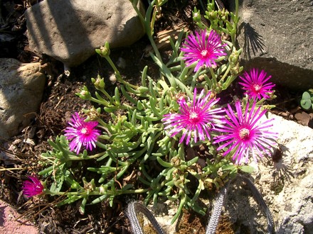 Hardy ice plant, flowers well. Summer 2007 (Delosperma cooperi (Hardy Ice Plant))