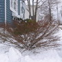 burning bush