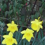 Narcissus