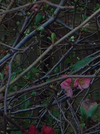 Chaenomeles (Chaenomeles japonica)