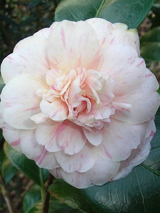 Camellia japonica 'Marguerite Guillon' (Camellia japonica 'Marguerite Guillon')