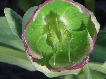 Helleborus foetidus (Helleborus foetidus)