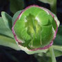 Helleborus foetidus