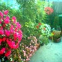 Impatiens and begonias are reliable summer colour on terrace (Impatiens)