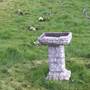 Bird Bath......