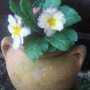 Primeroses In POT