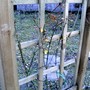 Winter Jasmine beginning to flower 11 Feb 2008 (Jasminium nudiflorum)