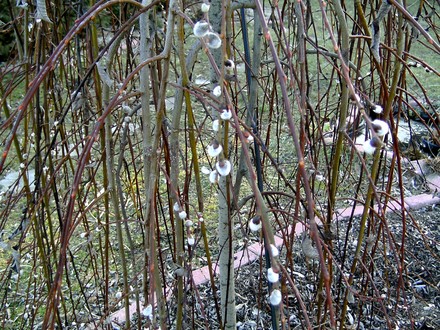 11th Feb. Pussy willow developing (Salix)
