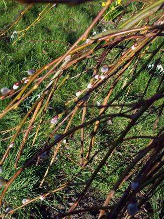 Pussy Willow Buds