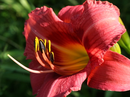 A garden flower photo (Hemerocallis)