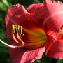 Flowers_2007_408