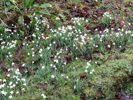 snowdrops