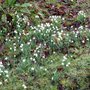 Snowdrops_1