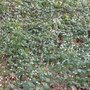 Snowdrops_2