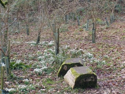 snowdrops