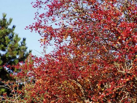red berries