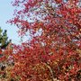 Red_berries