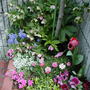 Garden13