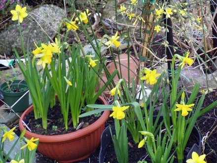 Daffodils