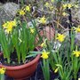 Daffodils_1