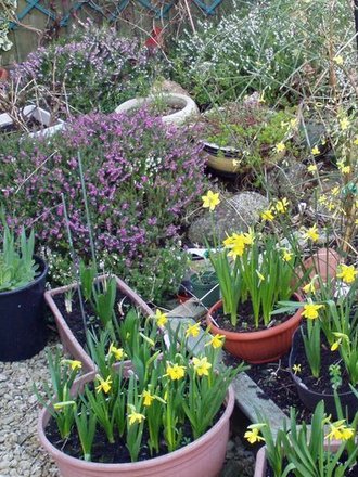 Daffodils