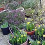 Daffodils