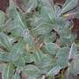 Stachys byzantina (Lambs' ears)