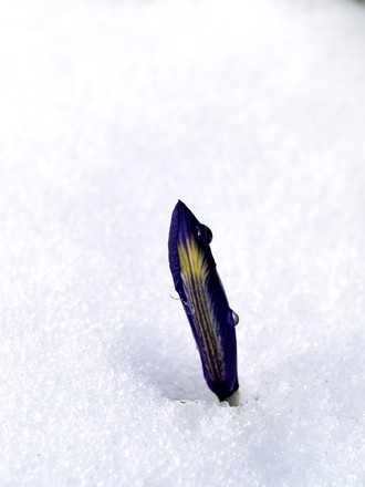 Iris in snow March 2007 (Iris reticulata (Iris))