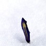 Iris reticulata (Iris)