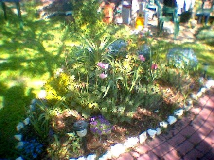 Aubretia at front of bed (Aubretia Aureovariagata)