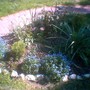 Myosotis alpestris