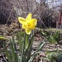 Daffodil (last spring) (Narcissus pseudonarcissus)