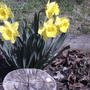 Narcissus pseudonarcissus