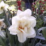 This is a double white daffodil.(last spring) (Narcissus Acropolis)
