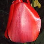 Tulipa triumph 'Red Revival'