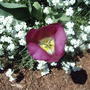 Tulipa triumph 'Red Revival'