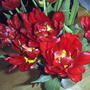 Tulipa triumph 'Red Revival'