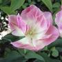 Tulipa 'Angelique'